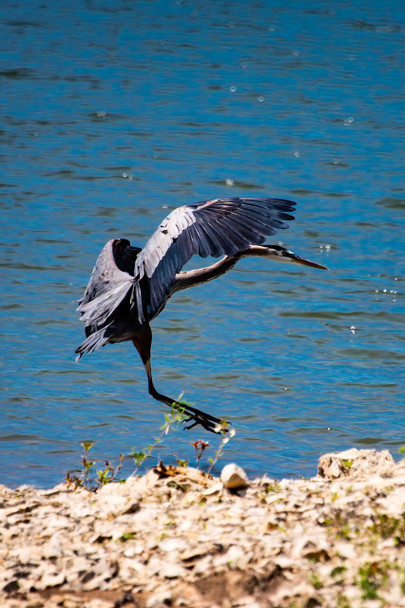 Graceful Landing Blue Heron by the Water by Josh Blackman