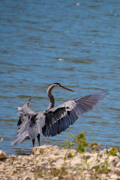 Blue Herron by Josh Blackman