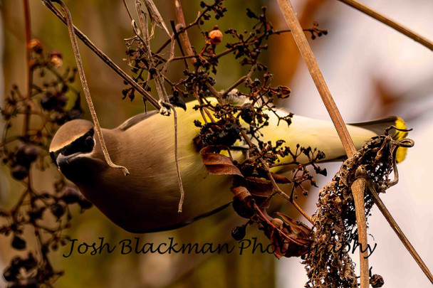 Cedar Waxing in Autumn by Josh Blackman