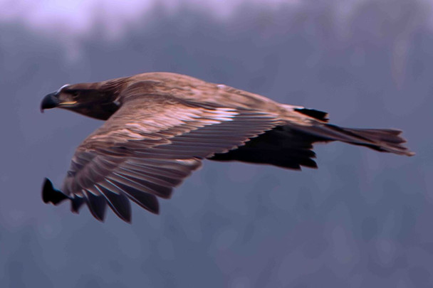 Flying Young Eagle