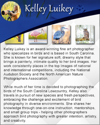 Featured artist for photography and prints