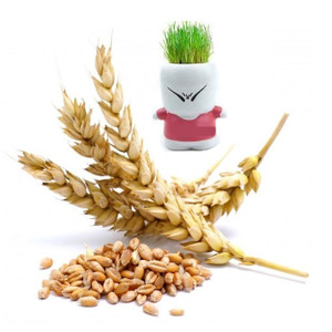Unpelted (Gandom Sabze) Wheat for Sprouting 1lb Unpelted (Gandom Sabze) Wheat for Sprouting 1lb