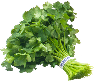Cilantro (1 bunch) Cilantro (1 bunch)
