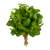 Mint (1 bunch)