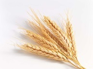 Grain