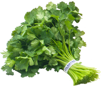 Cilantro (1 bunch)