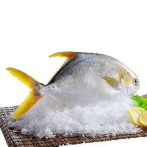 Frozen Golden Pompano Fish XL ~750 gr