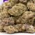 BISCOTTI STRAIN EXOTICS