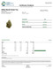 Glitter Bomb Sweet Tea Hybrid Flower (33%)