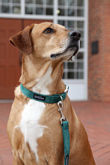 bow tie leash