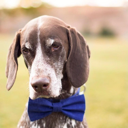 bow tie leash