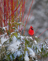Planting for Wildlife