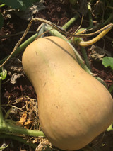 Butternut Squash Butternut Squash