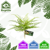 Zoo Med Lace Fern