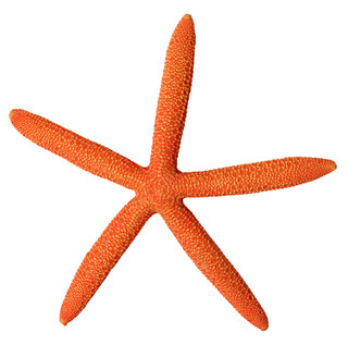 Aqua One Hermit Crab Starfish Orange Ornament 15x13.8x1.7cm (37179OR)