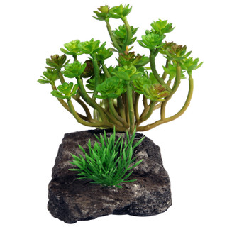 Reptile One Echeveria Garden With Pumice Base 40cm (46773)