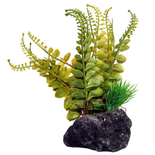 Reptile One Fern With Pumice Base (46777)