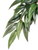 Exo Terra Forest Plant - Ruscus - Large (PT3051) Exo Terra Forest Plant - Ruscus - Large (PT3051)