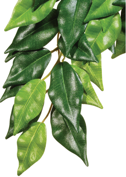 Exo Terra Forest Plant - Ficus - Medium (PT3040)