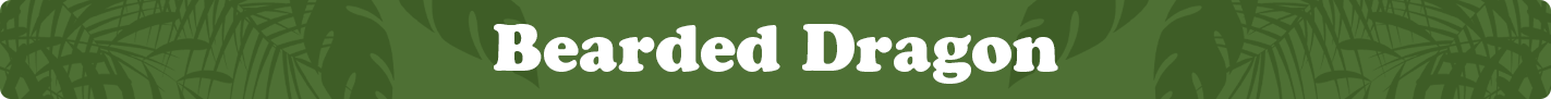 bearded-dragon.png