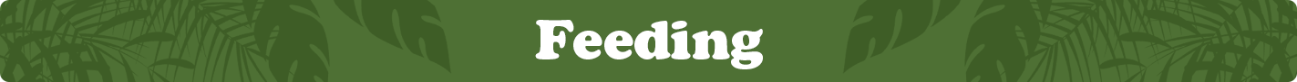 feeding-banner.png