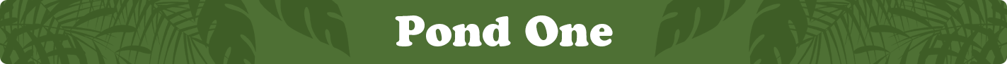 pond-one.png