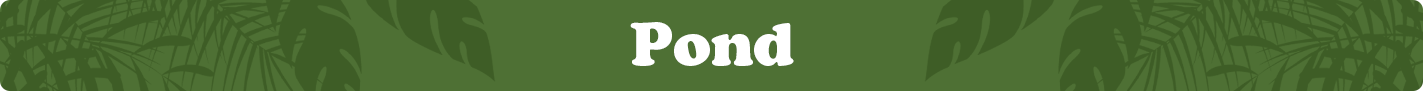 pondcategoryimage.png