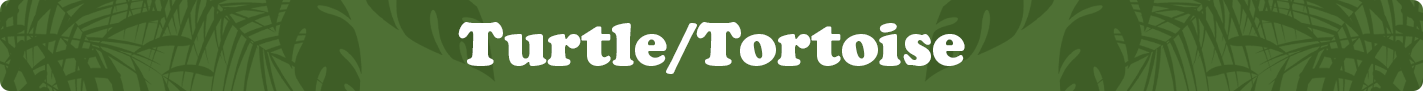 tortoise.png