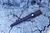 Leather sheath holding a Marlinspike resting on a weathered tree stump.