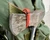Close-up of an axe attached to a green backpack using red cord secured with a leather toggle slide.