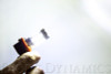 Diode Dynamics H11 XP80 LED - Cool - White Set of 4