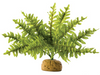 Boston Fern Small