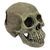 Komodo Human Skull Reptile Hideout Full