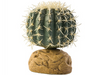 Barrel Cactus - Small