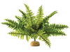 Boston Fern Medium