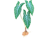 Komodo White Vein Standing Plant
