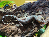 Tokay Gecko (Captive Bred) - Gekko gecko