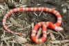 Albino Honduran Milksnake - Lampropeltis triangulum