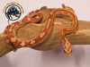 Corn Snake (Albino) Baby - Pantherophis guttatus