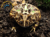 Pacman Frog Large - Ceratophrys cranwelli