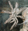 Ornamental Starburst Baboon Tarantula - Heteroscodra Maculata