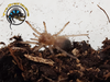 Mexican Redleg Tarantula (Sling) - Brachypelma emilia