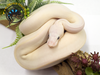 Ball Python Baby (Leucistic) - Python regius