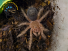 Chaco Golden Knee (Sling) - Grammostola pulchripes