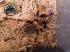 Mexican Flame Knee Tarantula - Brachypelma auratum