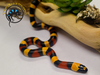 Apricot Pueblan Milksnake - Lampropeltis triangulum campbelli