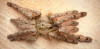 Feather Leg Baboon Tarantula - Stromatopelma calceatum