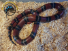 Sinaloan Milksnake (Adult) - Lampropeltis triangulum sinaloae