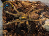 Trinidad Olive Tarantula - Neoholothele incei