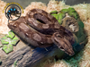 Nicaraguan Boa - Boa constrictor imperator